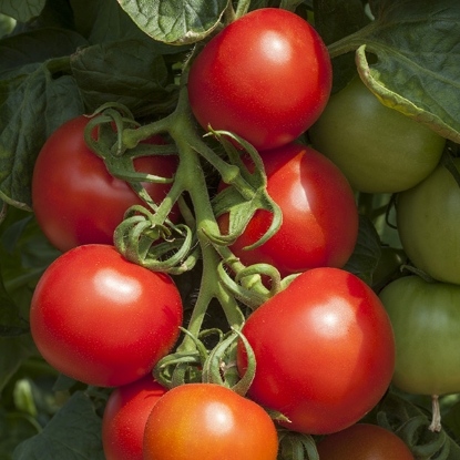 Picture of Tomato Cocktail Crush F1